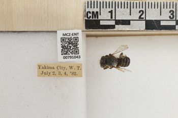 Media type: image;   Entomology 791043 Aspect: Labels